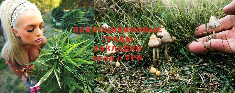 Галлюциногенные грибы MAGIC MUSHROOMS  Братск 